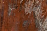 Colorful, Petrified Wood (Araucarioxylon) Stand-up - Arizona #210861-1
